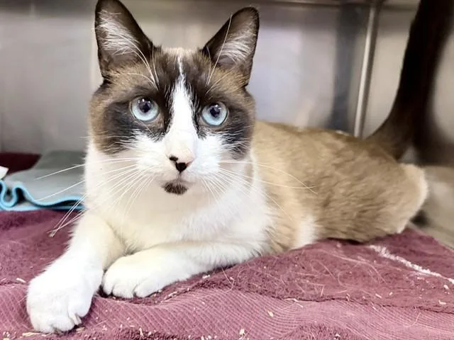 An adult medium-sized male Siamese cat named Jellybean for adoption in Ames, IA