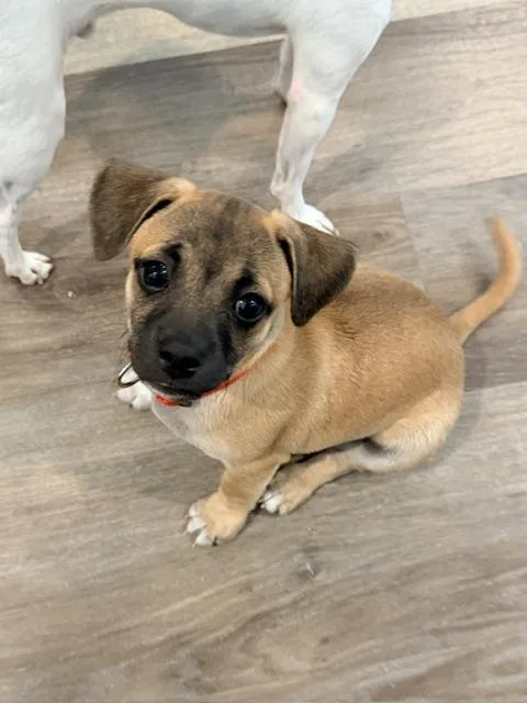 A baby medium-sized male Golden Beagle dog named Oopsie for adoption in Lafayette, CA