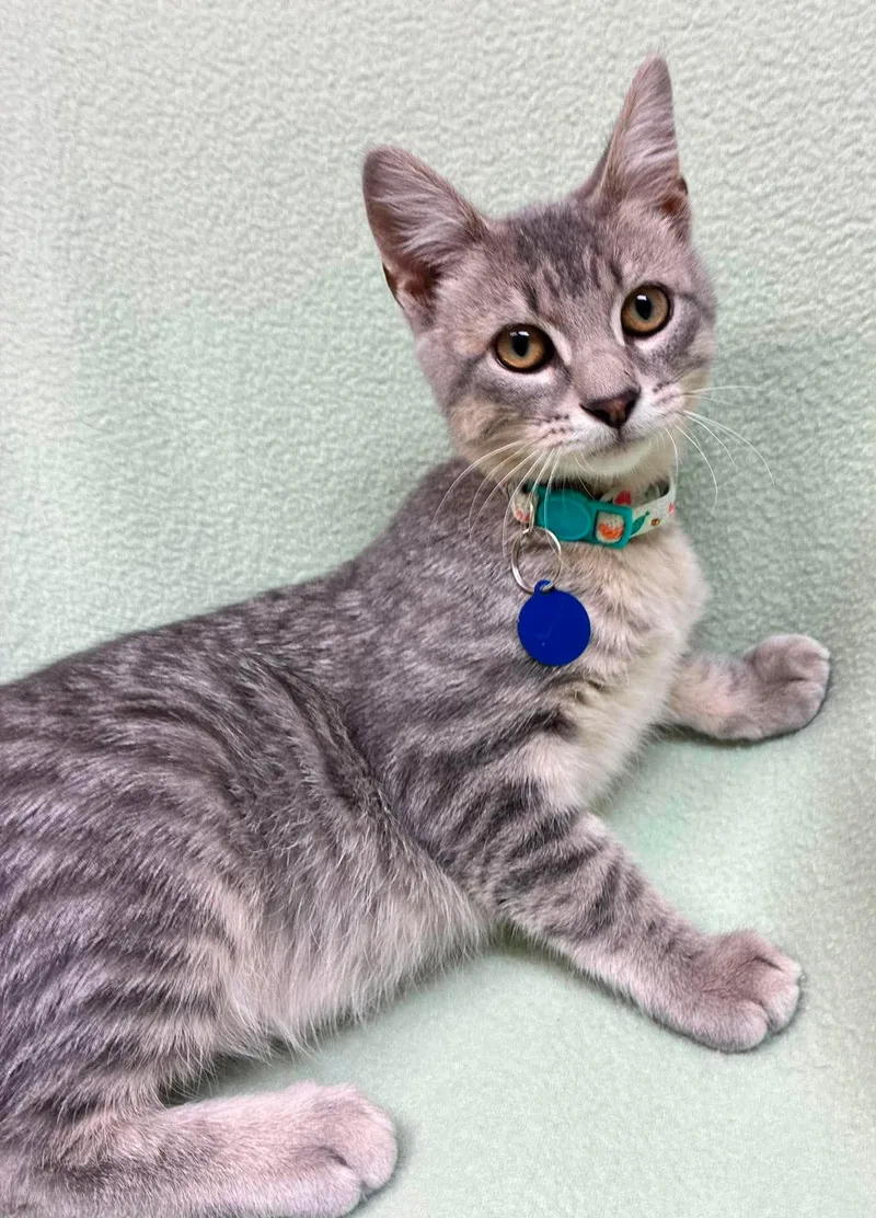 A baby medium-sized male Tabby (Gray / Blue / Silver) Domestic Short Hair cat named Oregano for adoption in Alexandria, MN