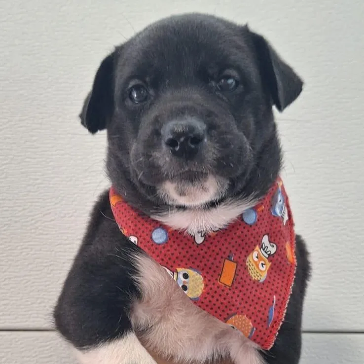 Princess Moana "disney Litter" thumbnail 2