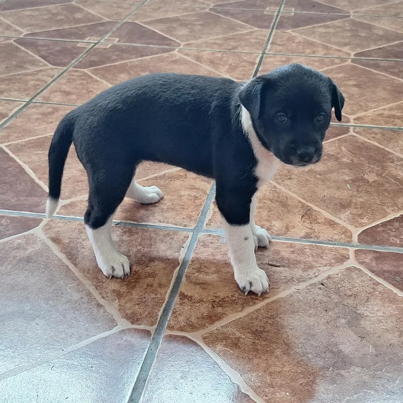 Princess Moana "disney Litter" thumbnail 3