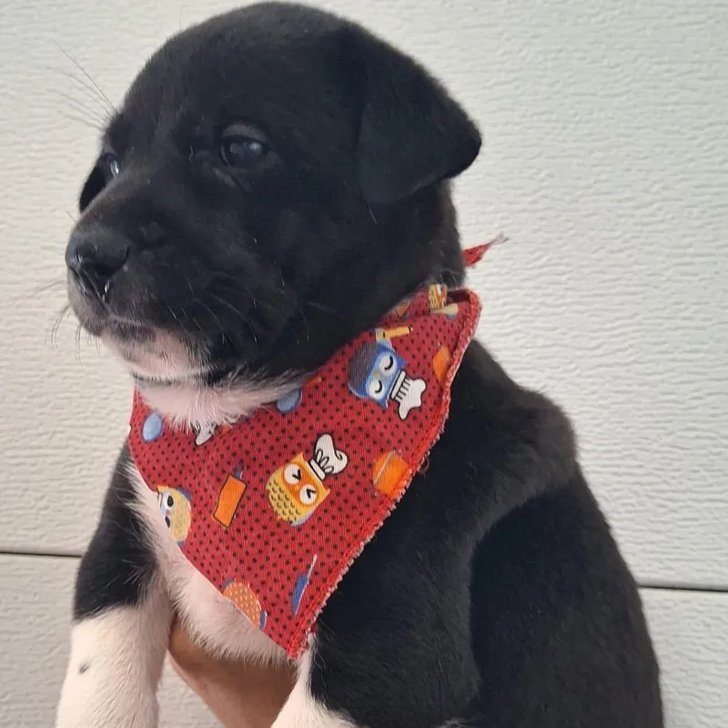 Princess Moana "disney Litter" thumbnail 4