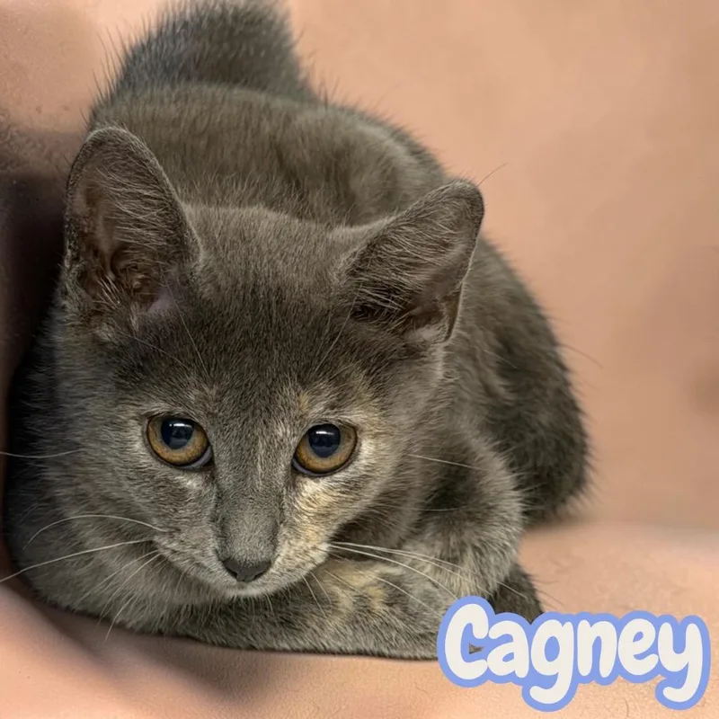 A baby medium-sized female Domestic Short Hair cat named Cagney for adoption in Sorrento, LA