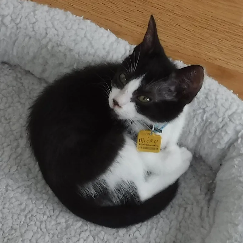 A baby medium-sized male Black & White / Tuxedo Tuxedo cat named Micky  So Much for adoption in Hoquiam, WA