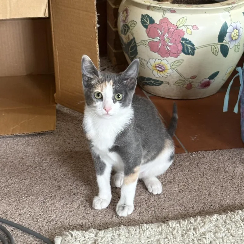 A baby small-sized female Calico Domestic Short Hair cat named Violet for adoption in Pacific Grove, CA
