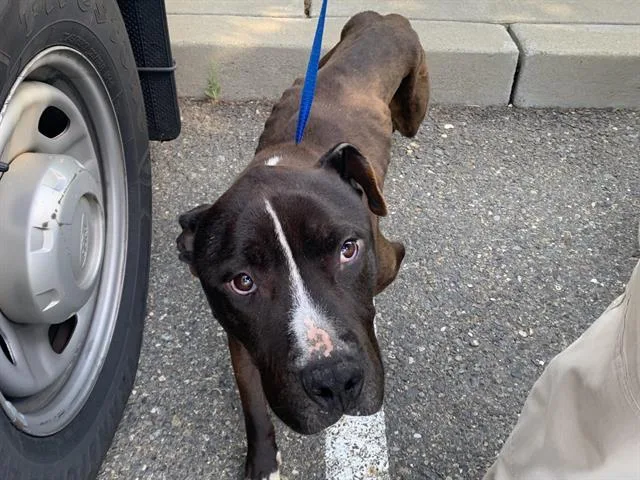 An adult large-sized male Pit Bull Terrier dog named Bigs for adoption in Sacramento, CA