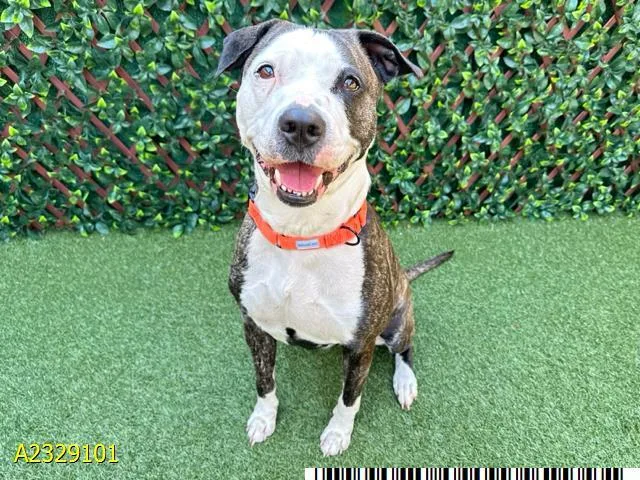 An adult medium-sized female Mixed Breed dog named Temmie for adoption in West Palm Beach, FL