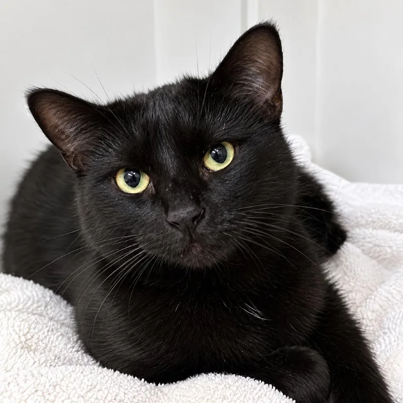 A senior large-sized female Black Domestic Short Hair cat named Numel for adoption in Austin, TX