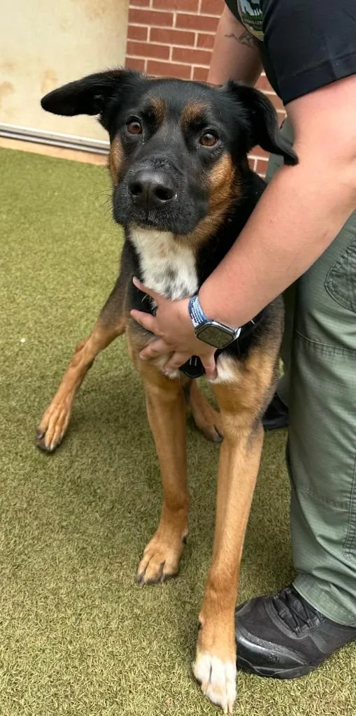 A young medium-sized male German Shepherd Dog dog named Theodore for adoption in Newcastle, OK