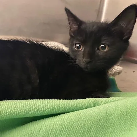 A baby small-sized female Black Domestic Short Hair cat named Climber for adoption in Dayton, OH