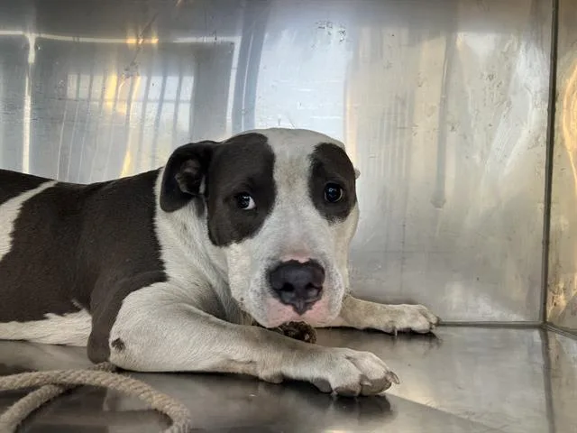 A young medium-sized male Mixed Breed dog named Doobie for adoption in Dallas, TX
