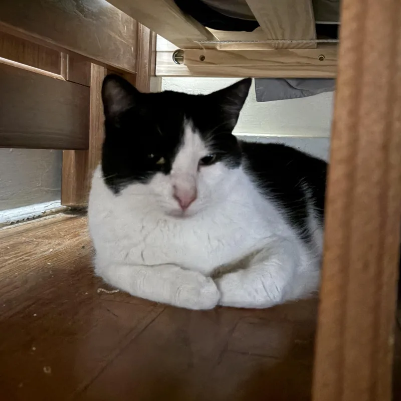 An adult large-sized male Domestic Short Hair cat named Bud for adoption in Albany, NY