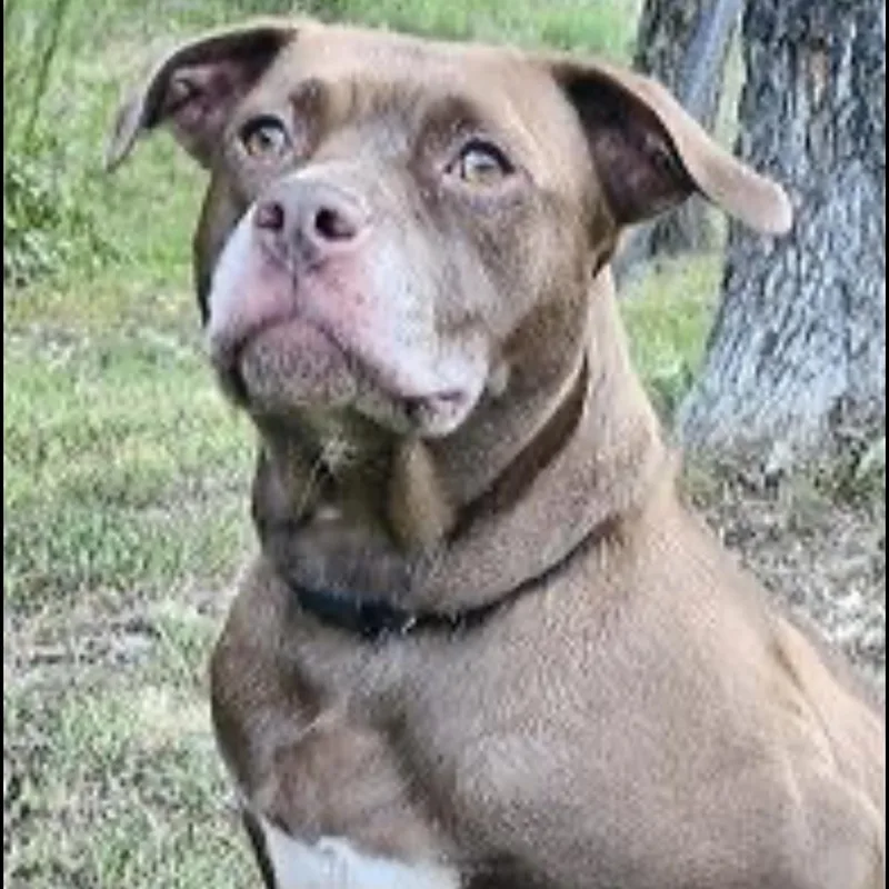 An adult large-sized female Brown / Chocolate Pit Bull Terrier dog named Brooke for adoption in CUMMING, GA
