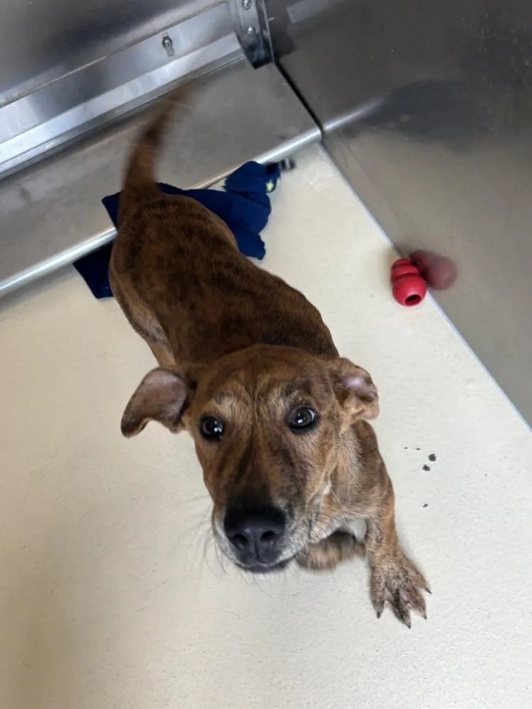 A baby medium-sized male Brindle Plott Hound dog named Odie for adoption in Kalamazoo, MI
