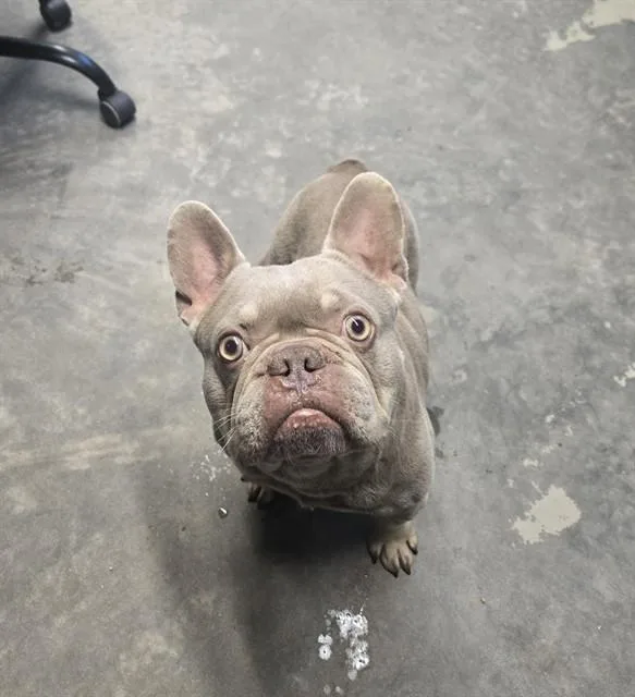 An adult small-sized male French Bulldog dog named Rocky for adoption in Tallahassee, FL