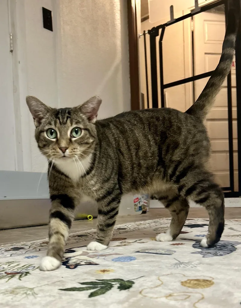 Annabelle thumbnail 2