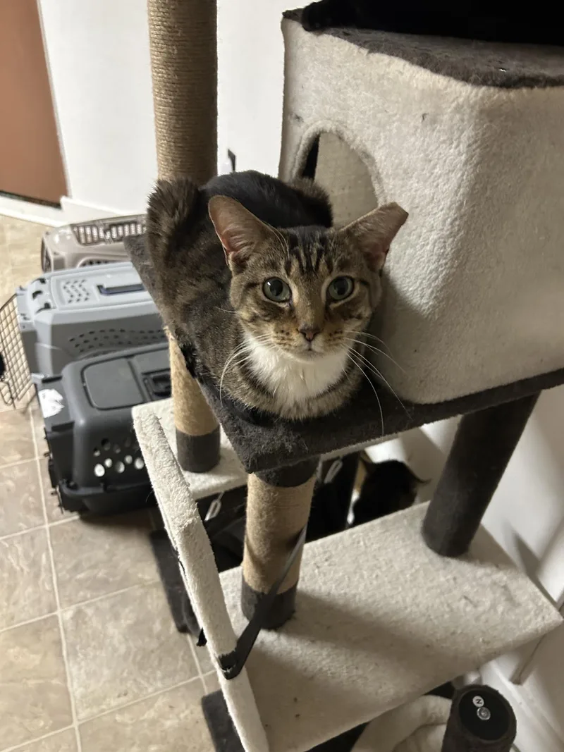 Annabelle thumbnail 3