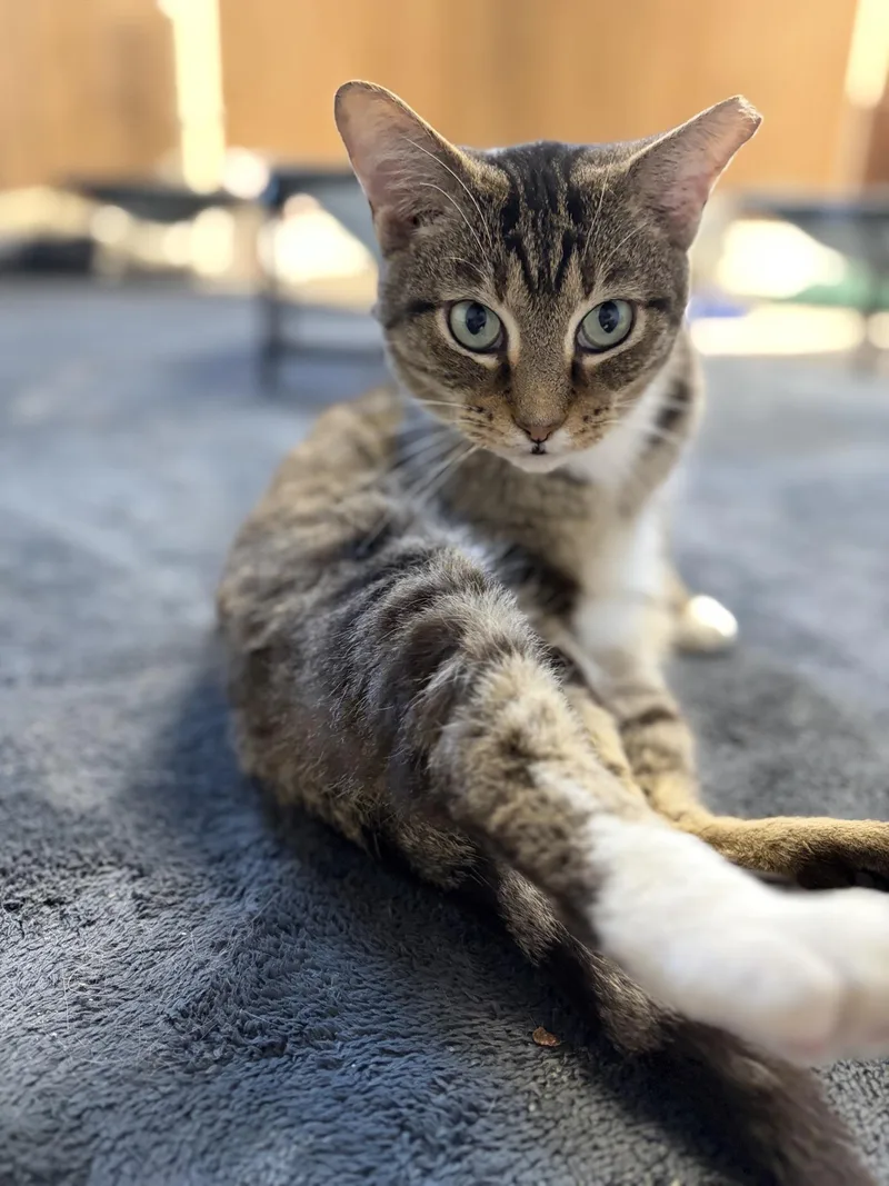 An adult medium-sized female Tabby (Brown / Chocolate) Tabby cat named Annabelle for adoption in Greensburg, PA