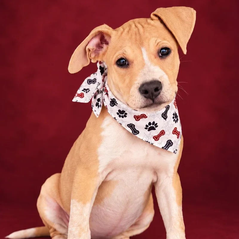 A baby medium-sized female Pit Bull Terrier dog named Beehive Cafe for adoption in Cranston, RI