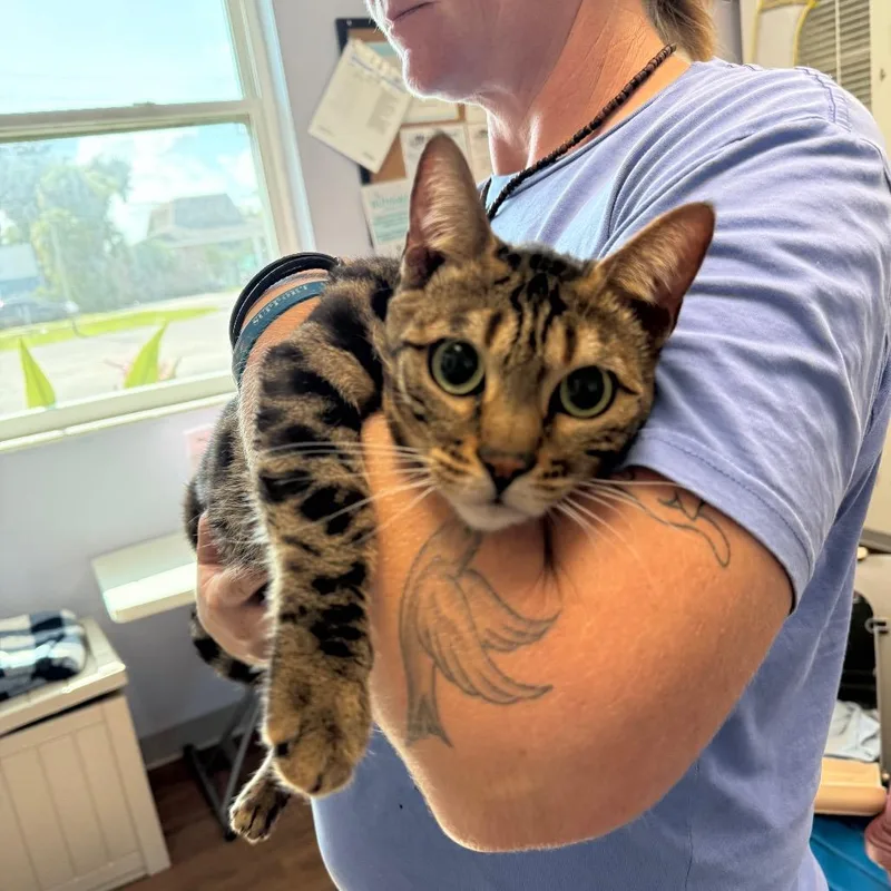 An adult medium-sized female Brown / Chocolate Bengal cat named Sangria for adoption in Port Richey, FL