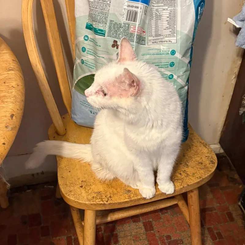 A senior small-sized male White Domestic Short Hair cat named Drew for adoption in Lynchburg, VA
