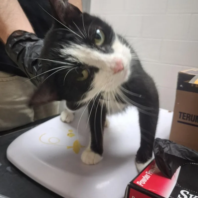 A young medium-sized female Black Domestic Short Hair cat named Salami for adoption in Lufkin, TX