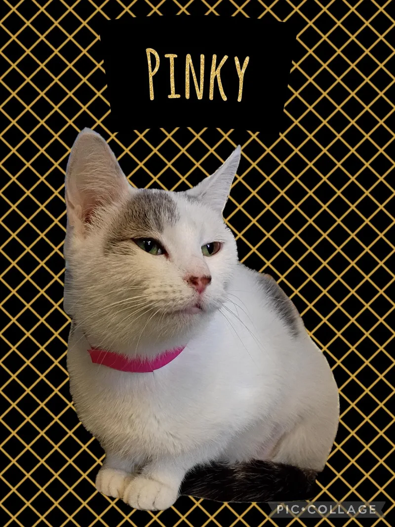 A young medium-sized female Domestic Short Hair cat named Pinky for adoption in Muncie, IN