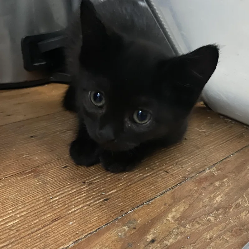 A baby small-sized male Black Domestic Short Hair cat named Mickey Coleman for adoption in Morrison, CO