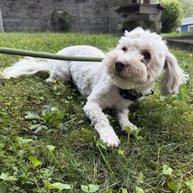 An adult small-sized female White / Cream Bichon Frise dog named Fidget for adoption in Latrobe, PA