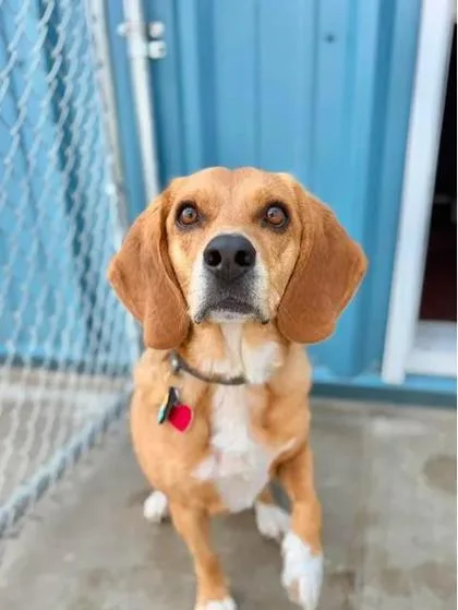An adult large-sized male Beagle dog named Henry for adoption in Aberdeen, SD