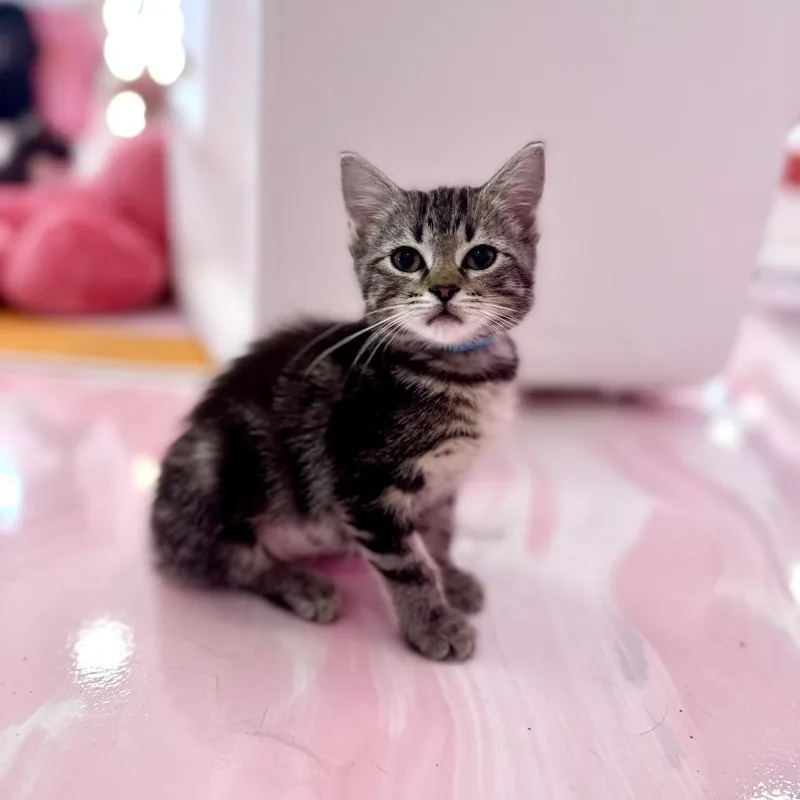 A baby small-sized female Brown / Chocolate Domestic Short Hair cat named Abby for adoption in Forest Park, IL