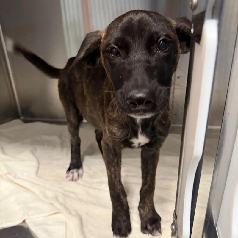 A baby small-sized female Mixed Breed dog named Zoey for adoption in Greensboro, NC