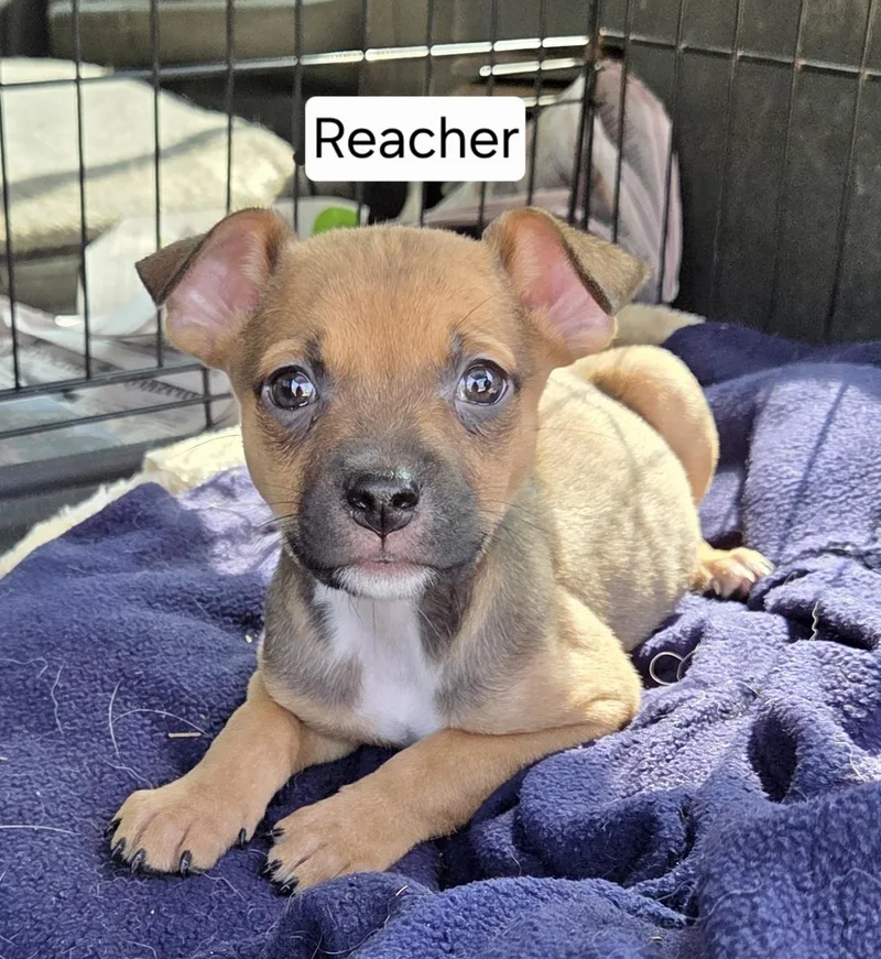 A baby medium-sized male Jack Russell Terrier dog named Reacher for adoption in Manchester, CT