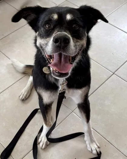 An adult medium-sized female Shepherd dog named Coco for adoption in Malvern, PA