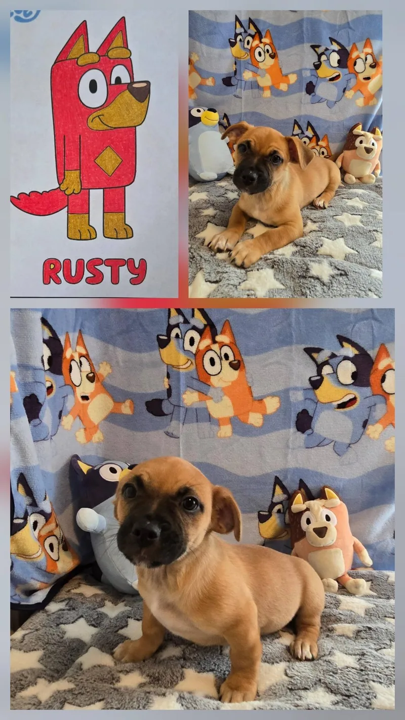 A baby small-sized male Brown / Chocolate Terrier dog named Rusty for adoption in Oakdale, CA