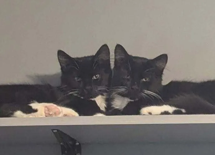 A baby small-sized male Black & White / Tuxedo Domestic Short Hair cat named Tweed Linen for adoption in Mount Laurel, NJ