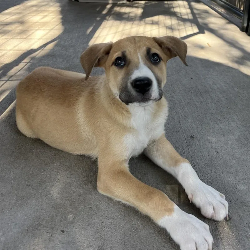A baby small-sized female Yellow / Tan / Blond / Fawn Mixed Breed dog named Hyatt for adoption in Moab, UT