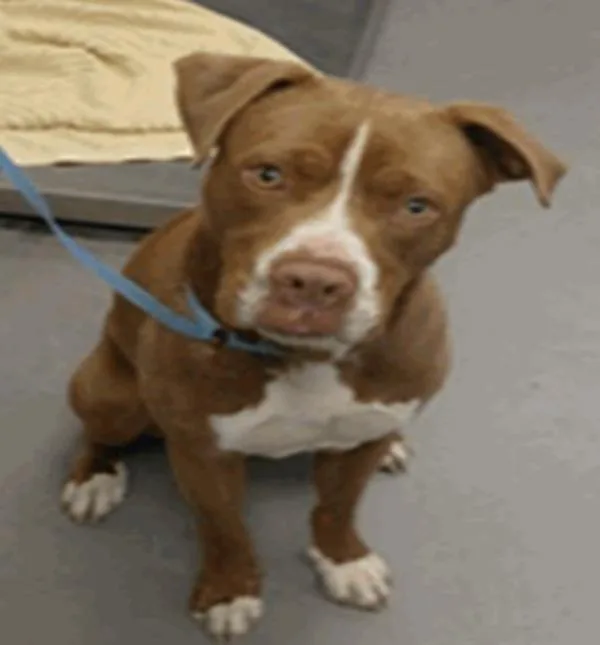 A young large-sized male Pit Bull Terrier dog named Cipher for adoption in Vancouver, WA