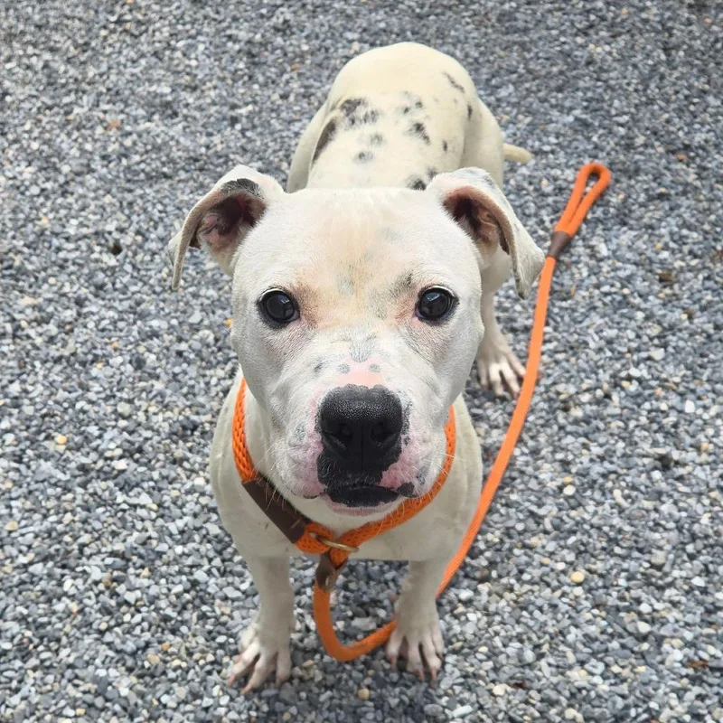 A young medium-sized female White / Cream Mixed Breed dog named Perdita for adoption in York, PA