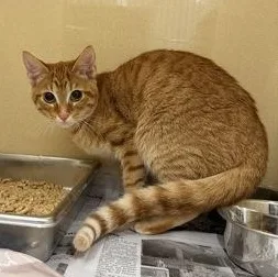 A young medium-sized male Tabby (Orange / Red) Domestic Short Hair cat named RuPaul for adoption in Converse, TX