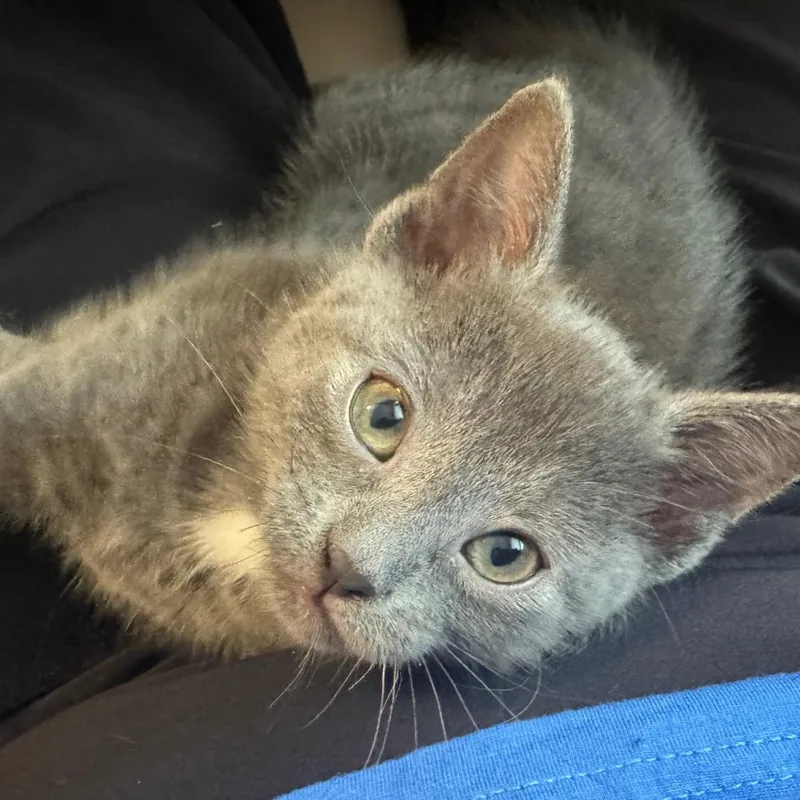 A baby small-sized female Gray / Blue / Silver Domestic Short Hair cat named Foghorn for adoption in Chattanooga, TN