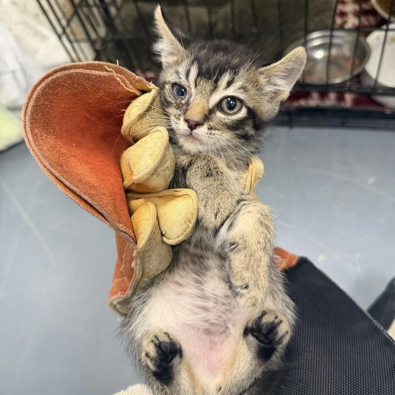 A baby small-sized male Brown / Chocolate Domestic Short Hair cat named Barbell for adoption in Rifle, CO