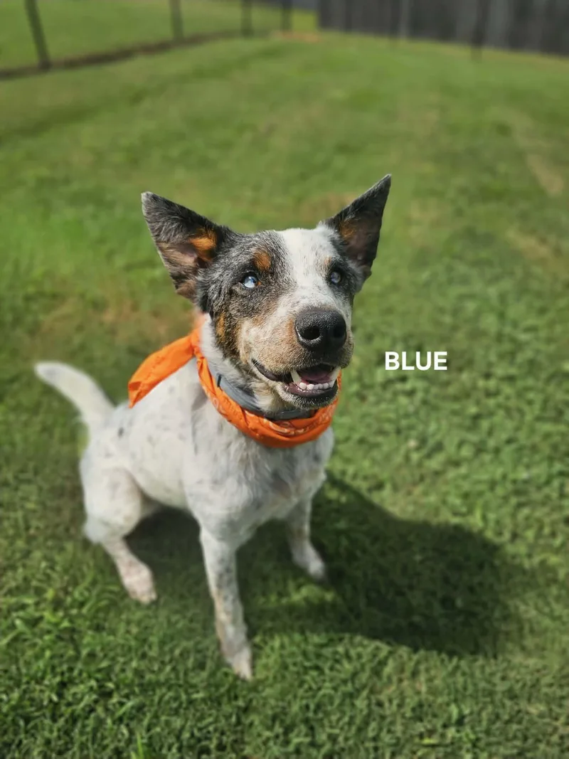 Blue