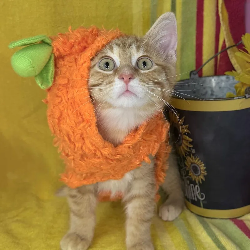 Baby Yoda thumbnail 2