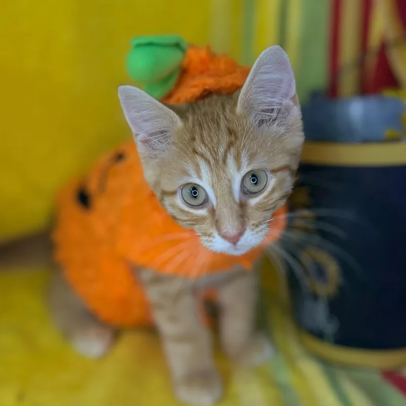 Baby Yoda thumbnail 5