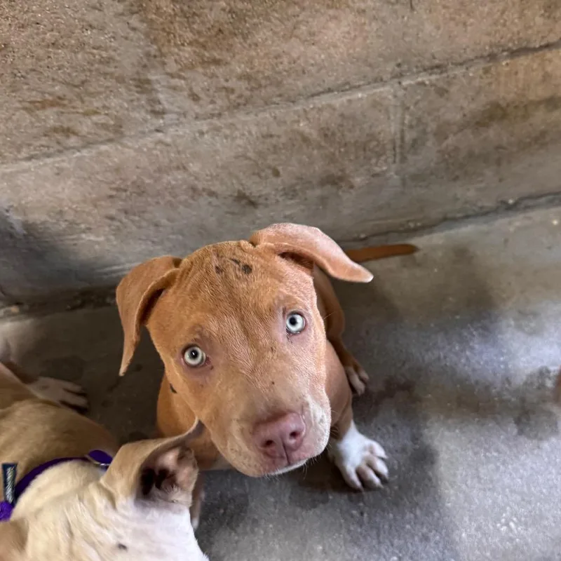 A baby medium-sized female Brown / Chocolate Terrier dog named Sonya for adoption in Clearwater, FL