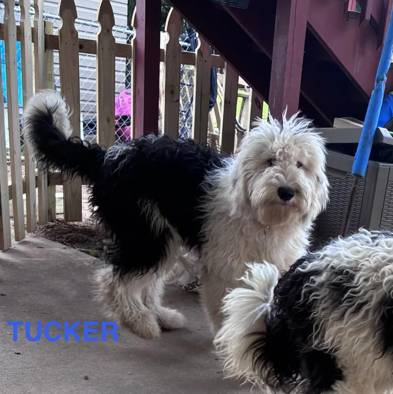 Tucker
