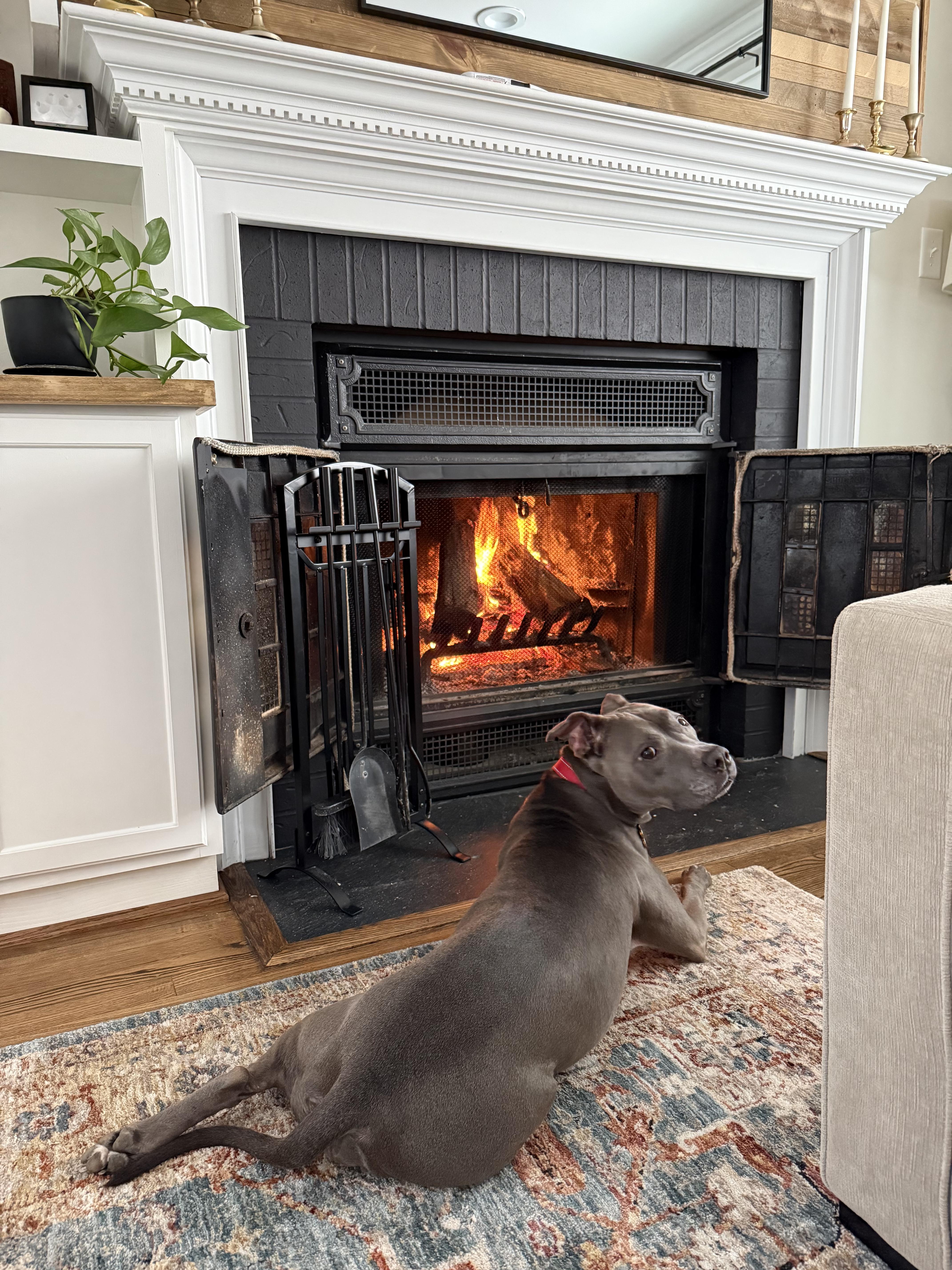 An adult medium-sized female Pit Bull Terrier dog named Faith for adoption in Alexandria, VA