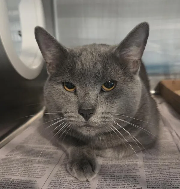 An adult medium-sized male Domestic Short Hair cat named Orion for adoption in Cleveland, TN