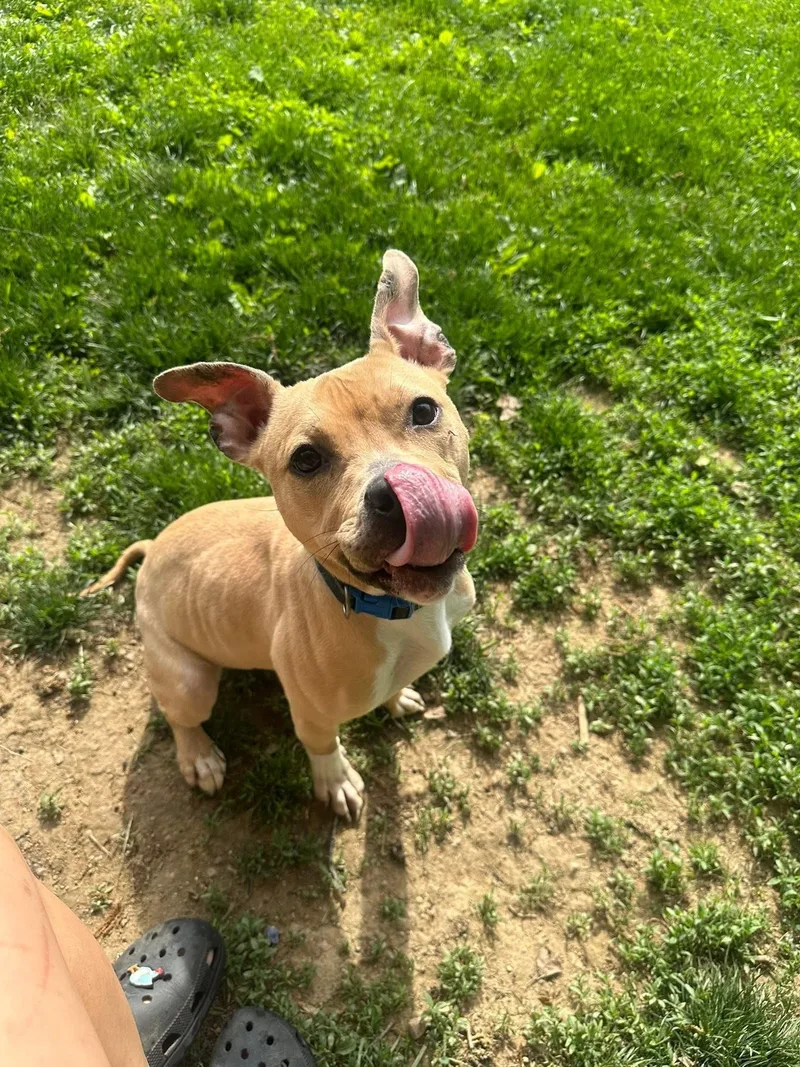 A young medium-sized female Yellow / Tan / Blond / Fawn Pit Bull Terrier dog named Cher for adoption in Myerstown, PA